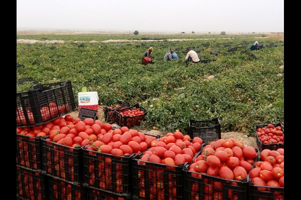 خرید حمایتی گوجه فرنگی از کشاورزان امروز آغاز می‌شود