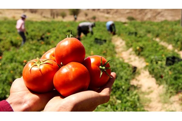دلایل بر زمین خوردن قیمت پیاز و گوجه در جنوب کرمان